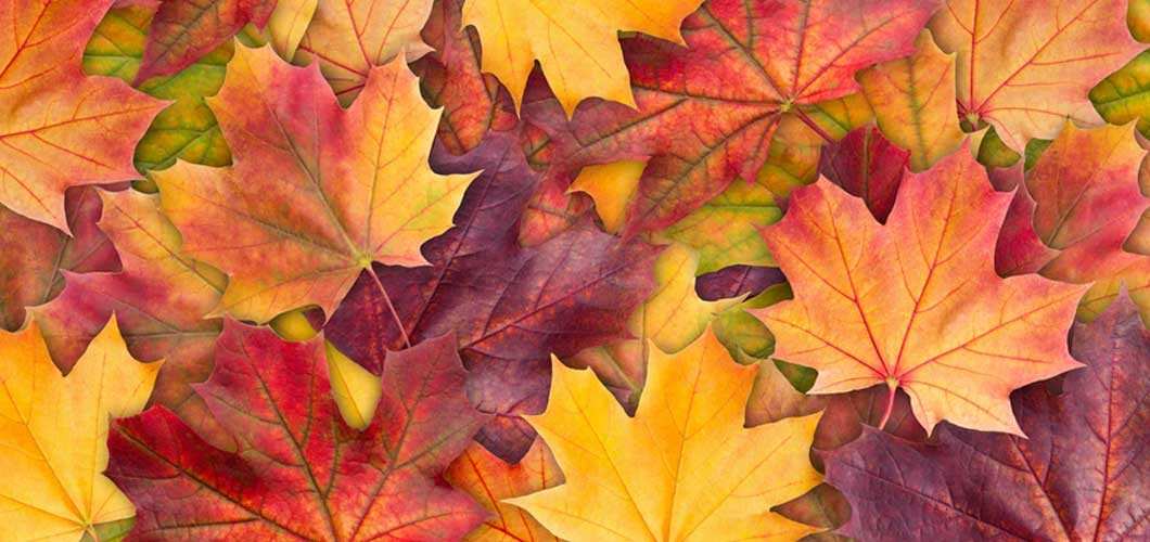 Leaves Image